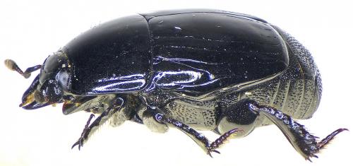 Réf. 206 454 : Margarinotus obscurus